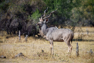 Male Greater Kudu (Tragelaphus strepsiceros) with its horns covered in mud at a waterhole in Moremi reserve, Botswana