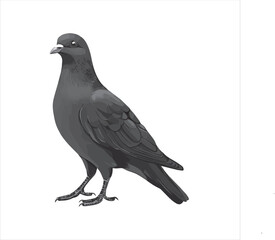 DOVE  Adobe Illustrator Artwork