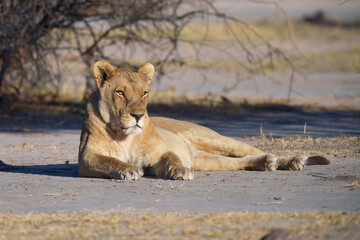 Lion female spotted in savannah during safari, Safari in Africa. Big angry young lion Okavango delta, Botswana. African lion walking in the grass, with beautiful evening light. 