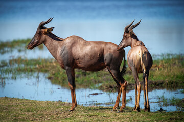 The topi (Damaliscus lunatus jimela) is a subspecies of the common tsessebe. It is a highly social and fast type of antelope found in the savannas, semi-deserts, and floodplains of sub-Saharan Africa.