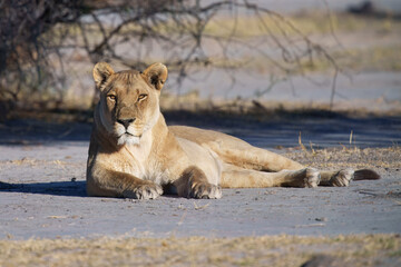 Lion female spotted in savannah during safari, Safari in Africa. Big angry young lion Okavango delta, Botswana. African lion walking in the grass, with beautiful evening light. 