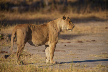 Lion female spotted in savannah during safari, Safari in Africa. Big angry young lion Okavango delta, Botswana. African lion walking in the grass, with beautiful evening light. 