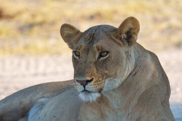 Lion female spotted in savannah during safari, Safari in Africa. Big angry young lion Okavango delta, Botswana. African lion walking in the grass, with beautiful evening light. 