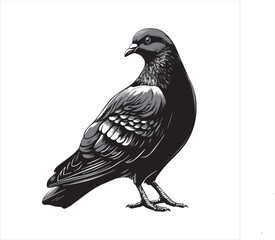 DOVE  Adobe Illustrator Artwork