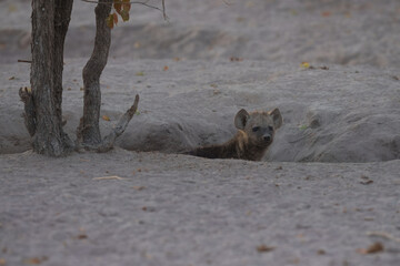 Young hyenas babies at the burrow. Spotted Hyena (Crocuta crocuta) Young hyena pup, beautiful evening sunset in Botswana.