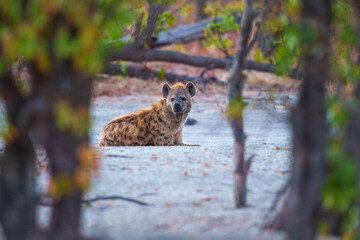 Hyena, detail portrait. Spotted hyena, Crocuta crocuta, angry animal, beautiful evening sunset. Animal pup nature, Okavango delta, Botswana. 
