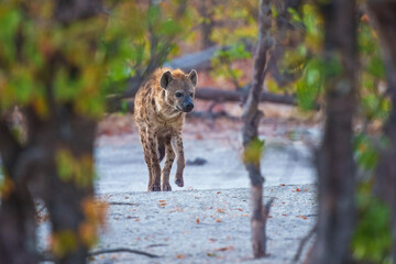 Hyena, detail portrait. Spotted hyena, Crocuta crocuta, angry animal, beautiful evening sunset. Animal pup nature, Okavango delta, Botswana. 