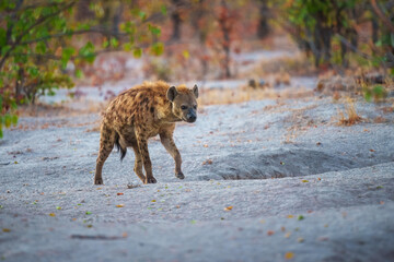 Hyena, detail portrait. Spotted hyena, Crocuta crocuta, angry animal, beautiful evening sunset. Animal pup nature, Okavango delta, Botswana. 