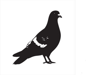 DOVE  Adobe Illustrator Artwork