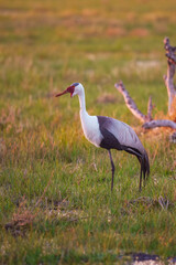 Fototapeta premium A horizontal, full length, colour photo of two Wattled cranes, Bugeranus carunculatus, in the Okavango Delta, Botswana.