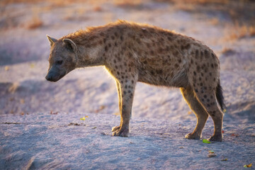 Hyena, detail portrait. Spotted hyena, Crocuta crocuta, angry animal, beautiful evening sunset. Animal pup nature, Okavango delta, Botswana. 