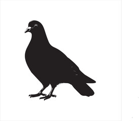 DOVE  Adobe Illustrator Artwork