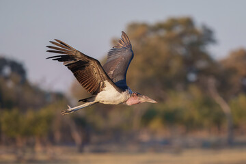 Marabou Stork - Leptoptilos crumeniferus flying, large stork from African woodlands, bushes and lake shores,