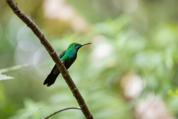 Green-Crowned Brilliant Hummingbird (Heliodoxa jacula) in Costa Rica