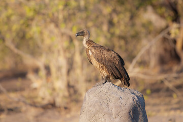 White-backed Vulture (Gyps africanus) sitting on the tree.