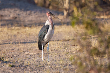 Marabou Stork - Leptoptilos crumeniferus flying, large stork from African woodlands, bushes and lake shores,