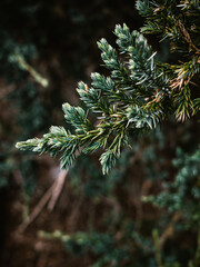 Green foliage