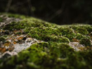 moss on the rock