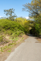 road and trees to country park on spring day under blue sky