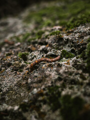 moss on stone