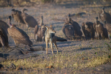 Black-backed jackal (Lupulella mesomelas)  at the carcass of an elephant, guarding the rest of the carcass from vultures.