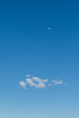 branches of an old tree covered with green moss on a sunny spring day