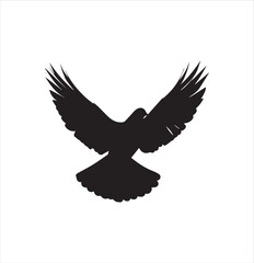 pigeon isolated on white background