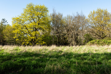 wild field meadow and grove on the outskirts of the city abandoned park spring background with copy-space