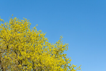 young green leaves on tree branches against clear blue spring sky