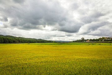 Beautiful golden rice fields plains in the portuguese region of Chamusca - Ribatejo - Portugal