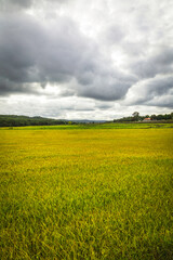 Beautiful golden rice fields plains in the portuguese region of Chamusca - Ribatejo - Portugal
