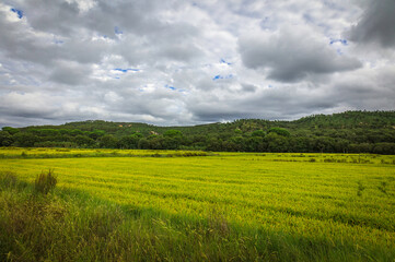 Fototapeta premium Beautiful golden rice fields plains in the portuguese region of Chamusca - Ribatejo - Portugal