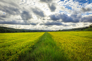 Obraz premium Beautiful golden rice fields plains in the portuguese region of Chamusca - Ribatejo - Portugal