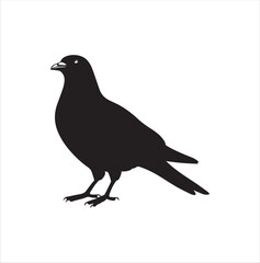 pigeon isolated on white background, bird, silhouette, eagle, vector, flying, animal, illustration, wing, nature, black, birds, dove, feather, wings, tattoo, fly, hawk, design, wildlife, flight, freed