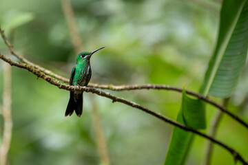 Female Green-Crowned Brilliant in Costa Rica