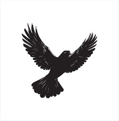 pigeon isolated on white background