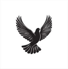 pigeon isolated on white background