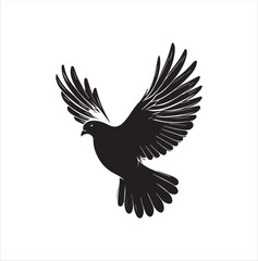 pigeon isolated on white background