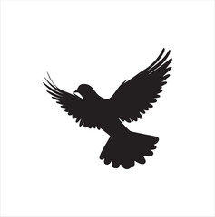 pigeon isolated on white background