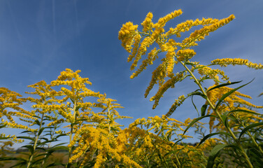 Yellow flowering goldenrods (Solidago) grow against a blue sky. The yellow flowers glow in the sun.