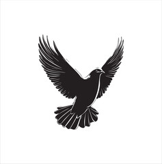 Obraz premium pigeon isolated on white background