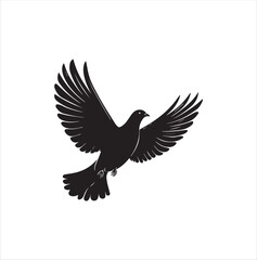 pigeon isolated on white background