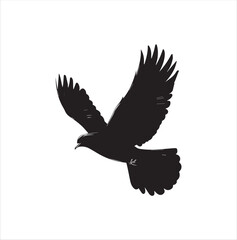 Obraz premium pigeon isolated on white background