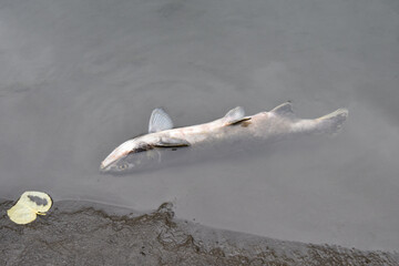 Dead salmon upside down in shallow water on a sandy riverbank. Fish has spawned and then died, in the typical normal lifecycle.  