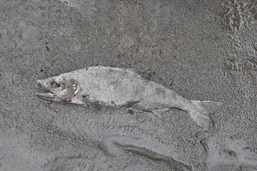 Dead salmon laying on a sandy riverbank, partially buried in sand. Fish has spawned and then died, in the typical normal lifecycle.  Fish is grey and decomposing.