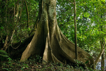 Ancient amazon river tree with massive roots