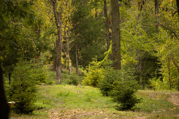 path in the forest