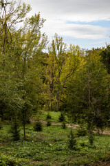 Obraz premium forest in autumn