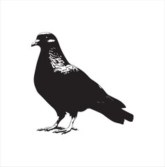 pigeon isolated on white background, bird, silhouette, eagle, vector, flying, animal, illustration, wing, nature, black, birds, dove, feather, wings, tattoo, fly, hawk, design,Art & Illustration