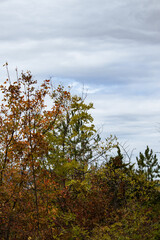 trees in the autumn